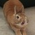 :iconyunny41: