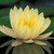 :iconyuyinfeng: