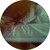:iconyzar: