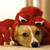 :iconz3r0wolf1211: