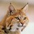 :iconz-katrin: