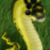 :iconz-z-boomslang: