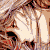 :iconzachlight: