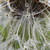 :iconzafer-aistra: