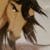 :iconzafree: