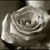 :iconzagrforeva1029: