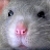 :iconzaika: