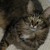 :iconzair33: