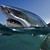 :iconzak-shark: