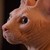 :iconzakkimasquerade: