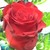 :iconzamira19-stock: