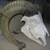 :iconzaraptor:
