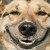 :iconzarpoon: