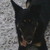:iconzarrithewild: