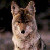 :iconzauthra6moon: