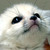 :iconzavoian25: