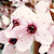 :iconzaya-zakura:
