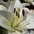 Zazou14 :iconzazou14: