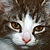 :iconzazuxtim: