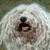 :iconzazza133:
