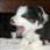 :iconzbo1: