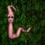 :iconzdekim: