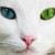 :iconzebphilips:
