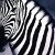 :iconzebraet: