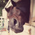 :iconzebraluver01:
