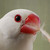 :iconzebreez: