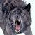 :iconzedarkwolf123: