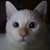 :iconzedonz:
