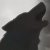 :iconzedwolf: