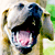 :iconZeitwolf: