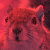 :iconzelle: