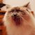 :iconzenest: