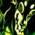 :iconzenkura-of-chaos:
