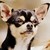 :iconzenobiasart: