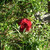 :iconzephroy: