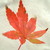 :iconzephyr16: