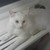:iconzeraph91: