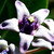 :iconzero-black-ness: