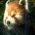 :iconzestycoyote: