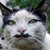 :iconzeta-zed: