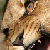 :iconzetus11: