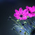:iconzeynabcr: