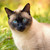 :iconzh3567deviantart: