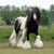 zholtry2011 :iconzholtry2011: