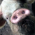 :iconzider-red: