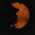 :iconzigzag92: